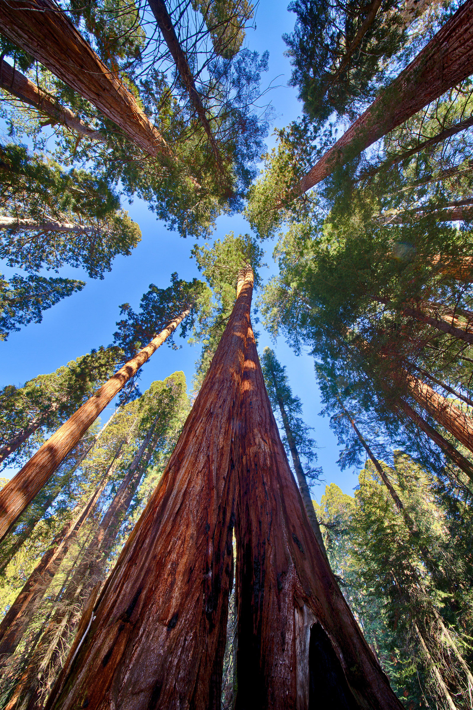 sequoia twist