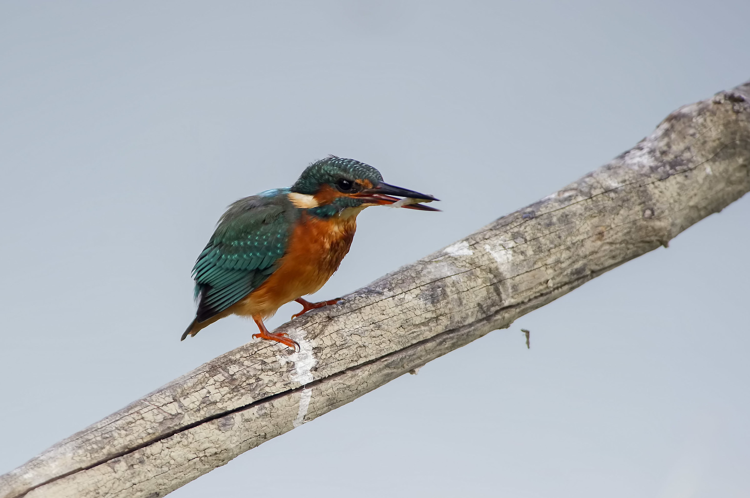 Kingfisher