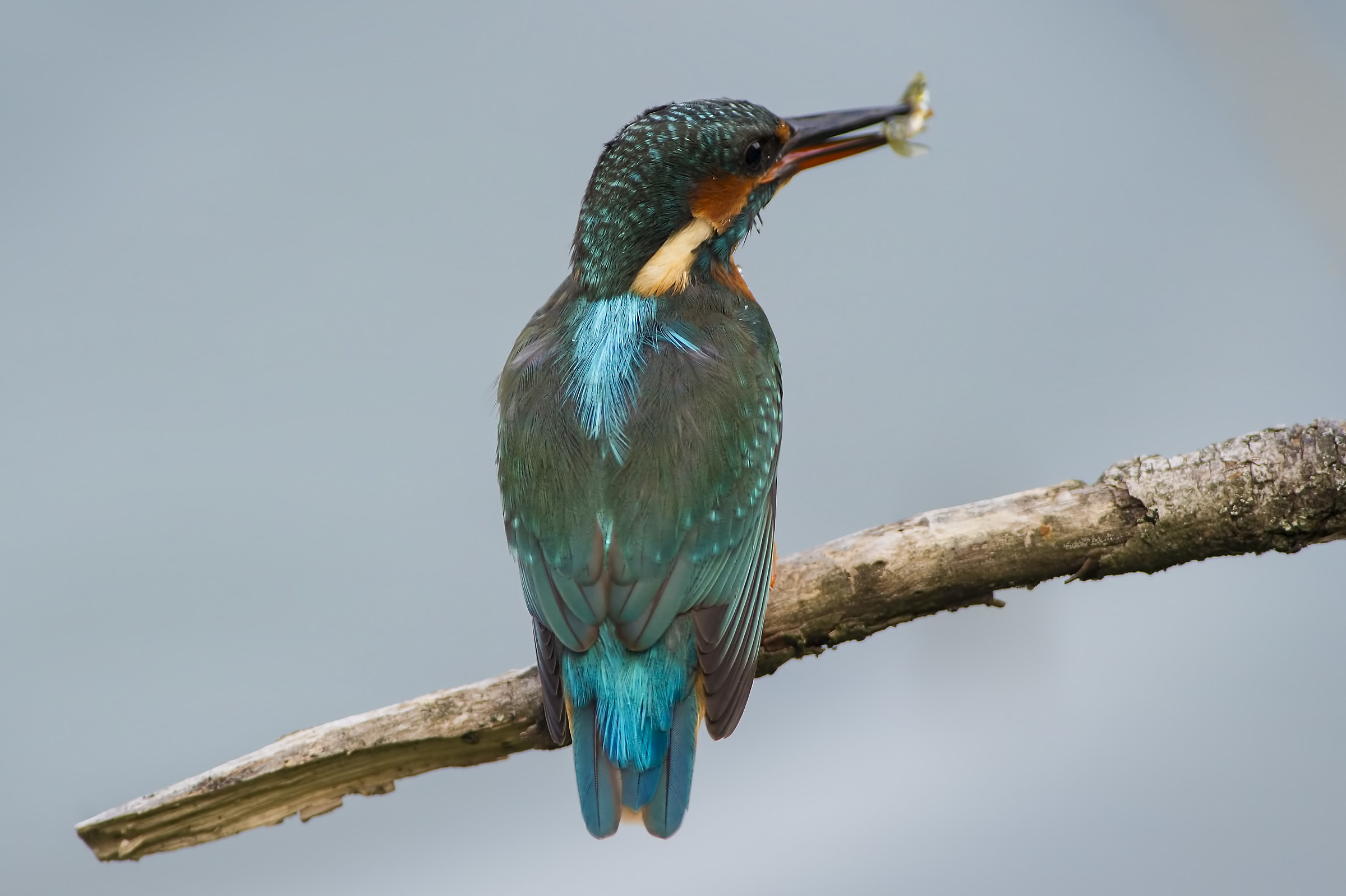 Kingfisher