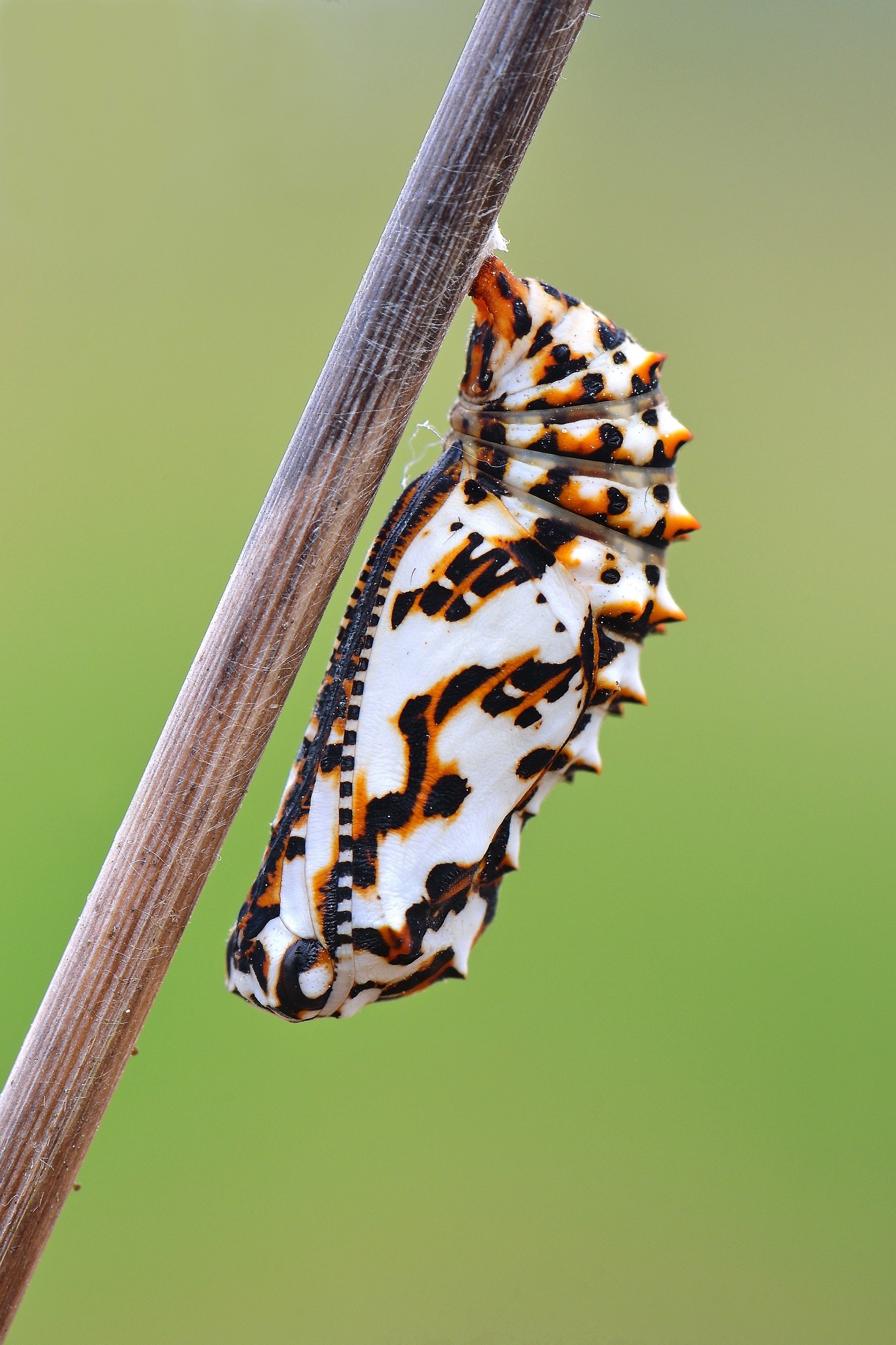 Crisalide di Melitea didyma