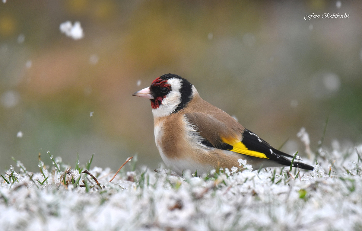 Neve di primavera....