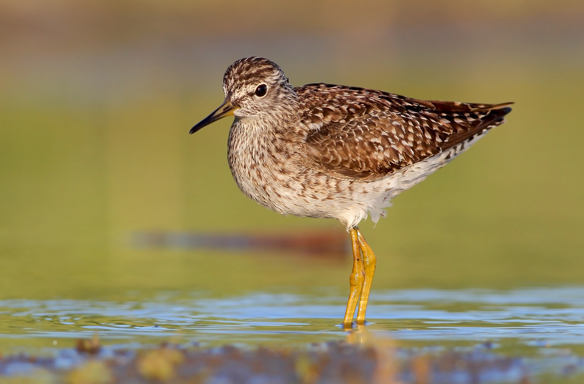 Wood Sandpiper