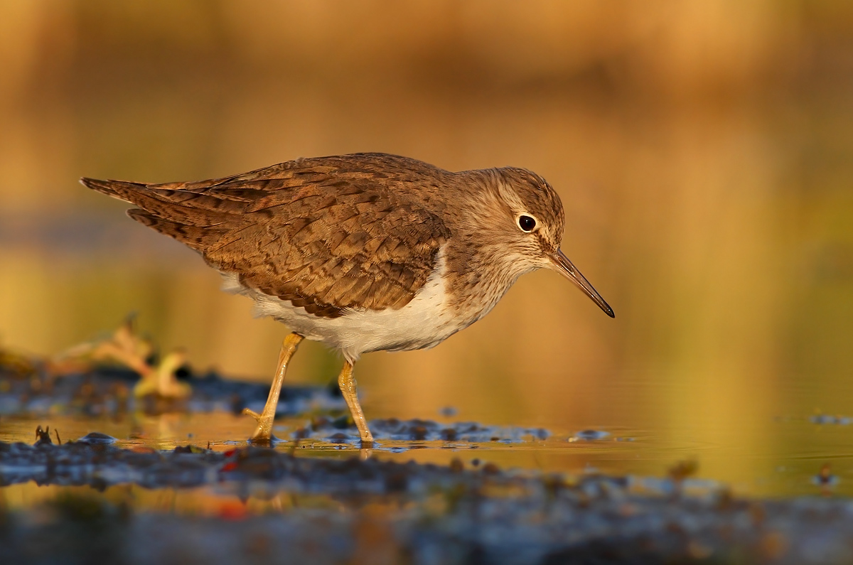Common Sandpiper