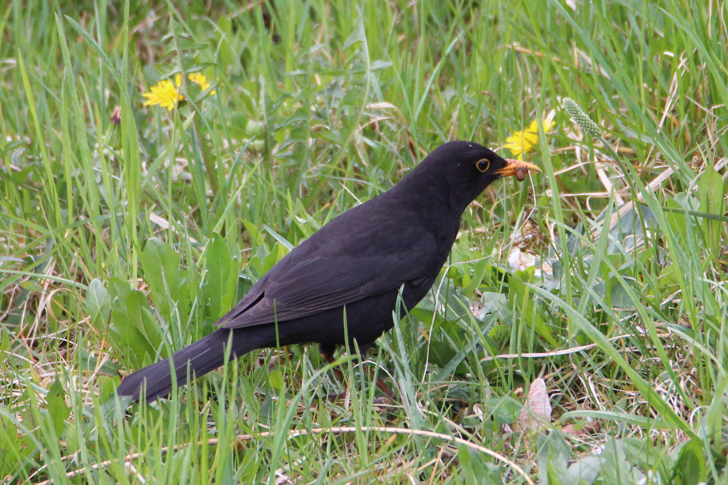 blackbird