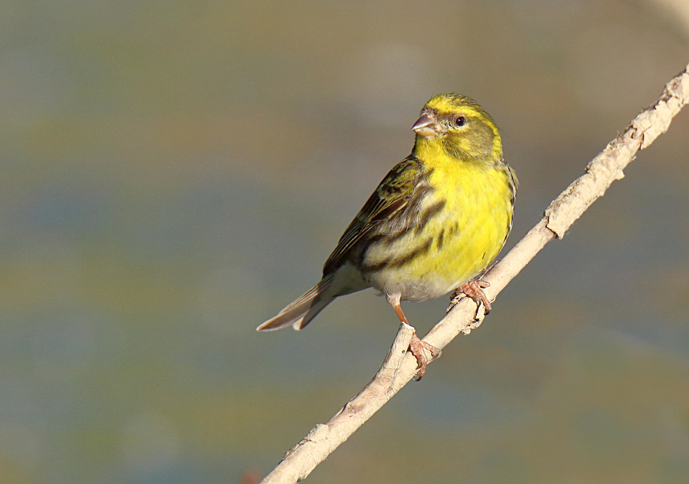 Siskin