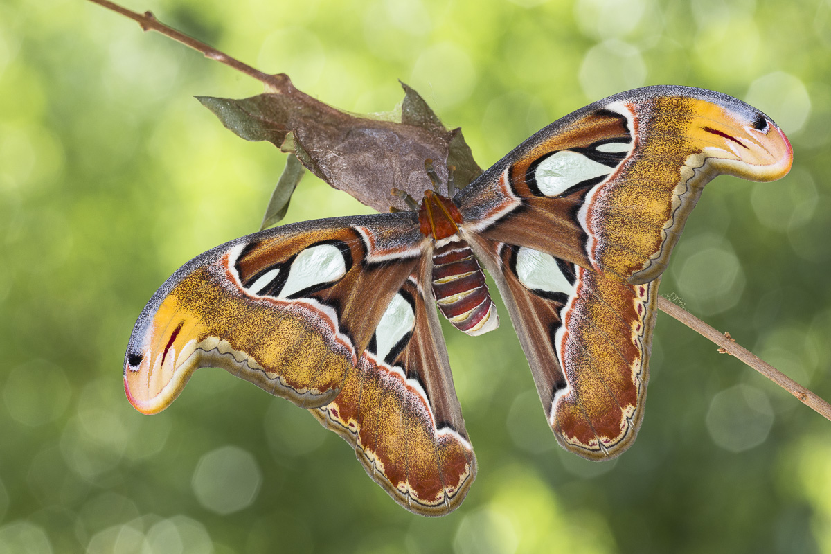 Moth cobra (Attacus atlas) recently sfarfallata ....
