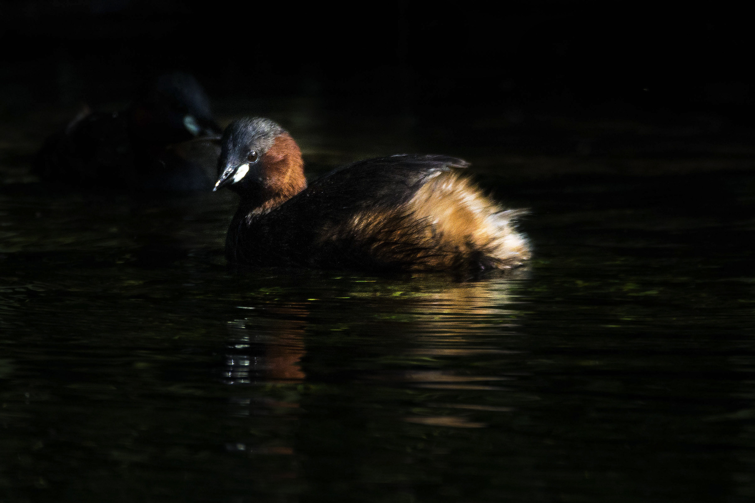 Tuffetto al tramonto