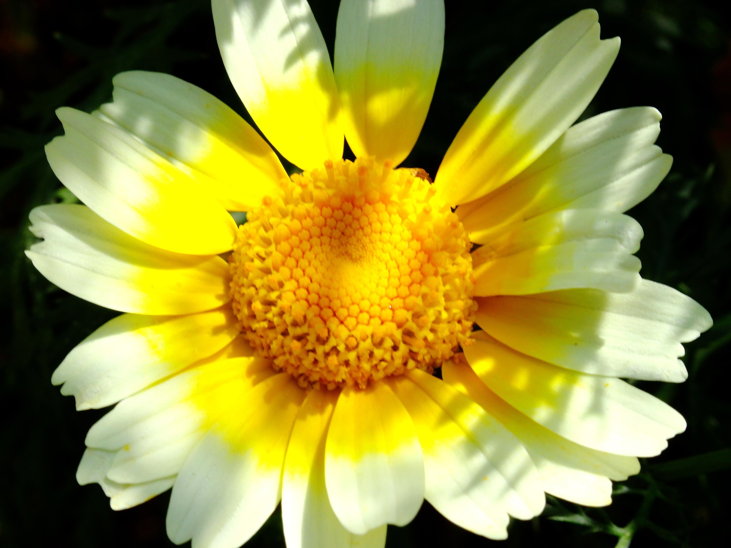 Bianco - Colore Giallo