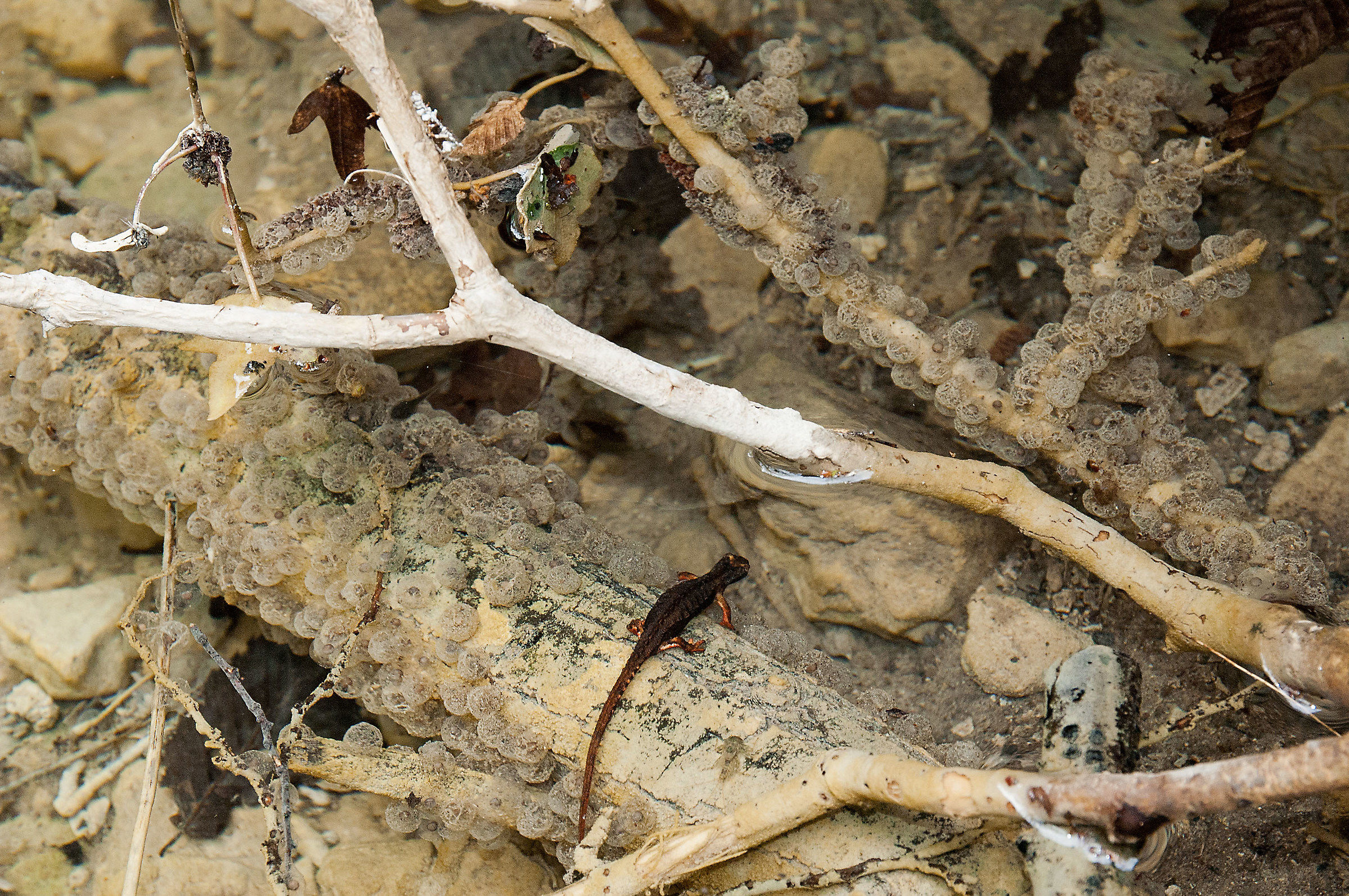 Salamandrina di Savi