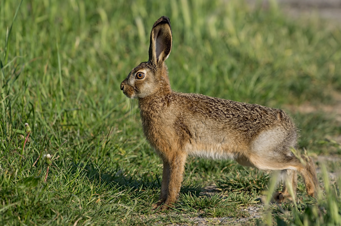 What big ears you have!