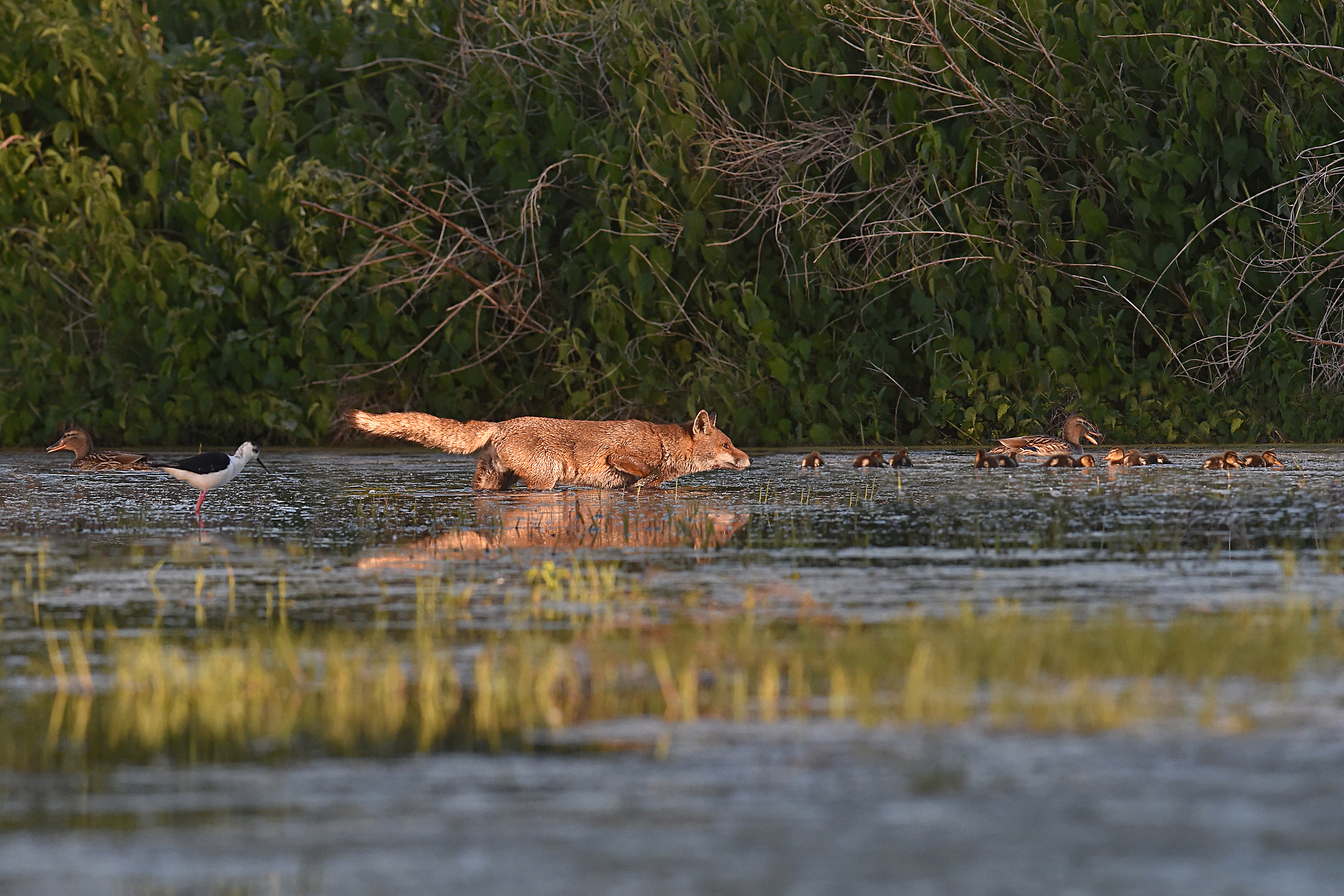 Tutti insieme appassionatamente....