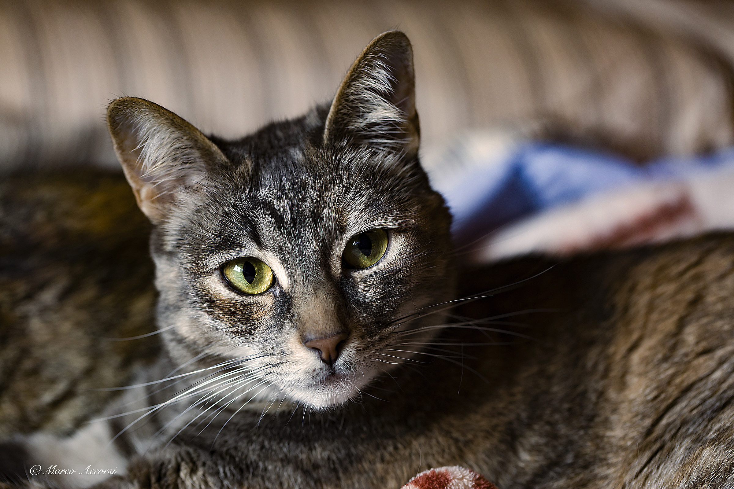 Hai dei Dubbi su chi Comanda?