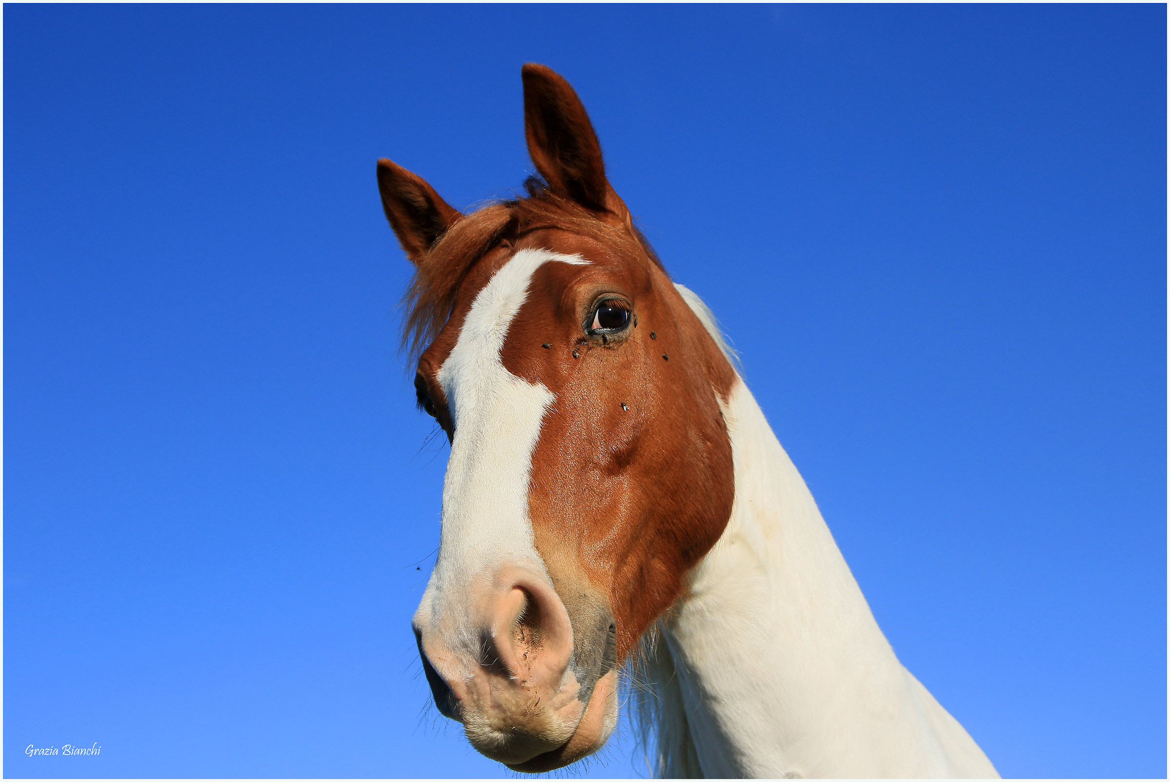 Marchino - IHP Montaione