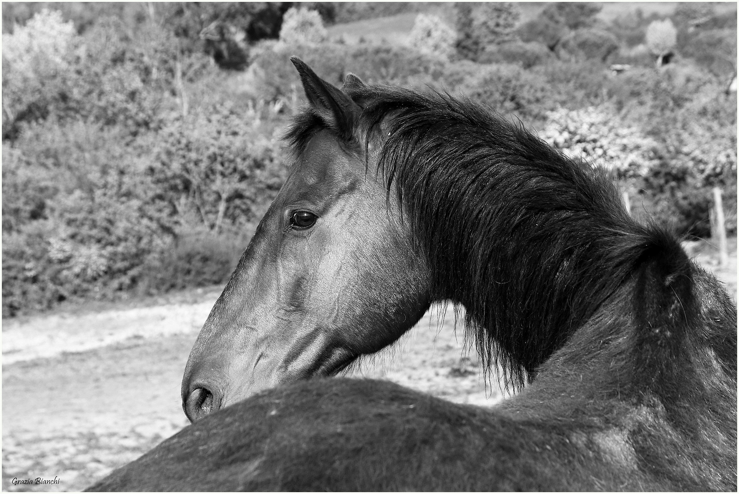 Cavallo IHP Montaione
