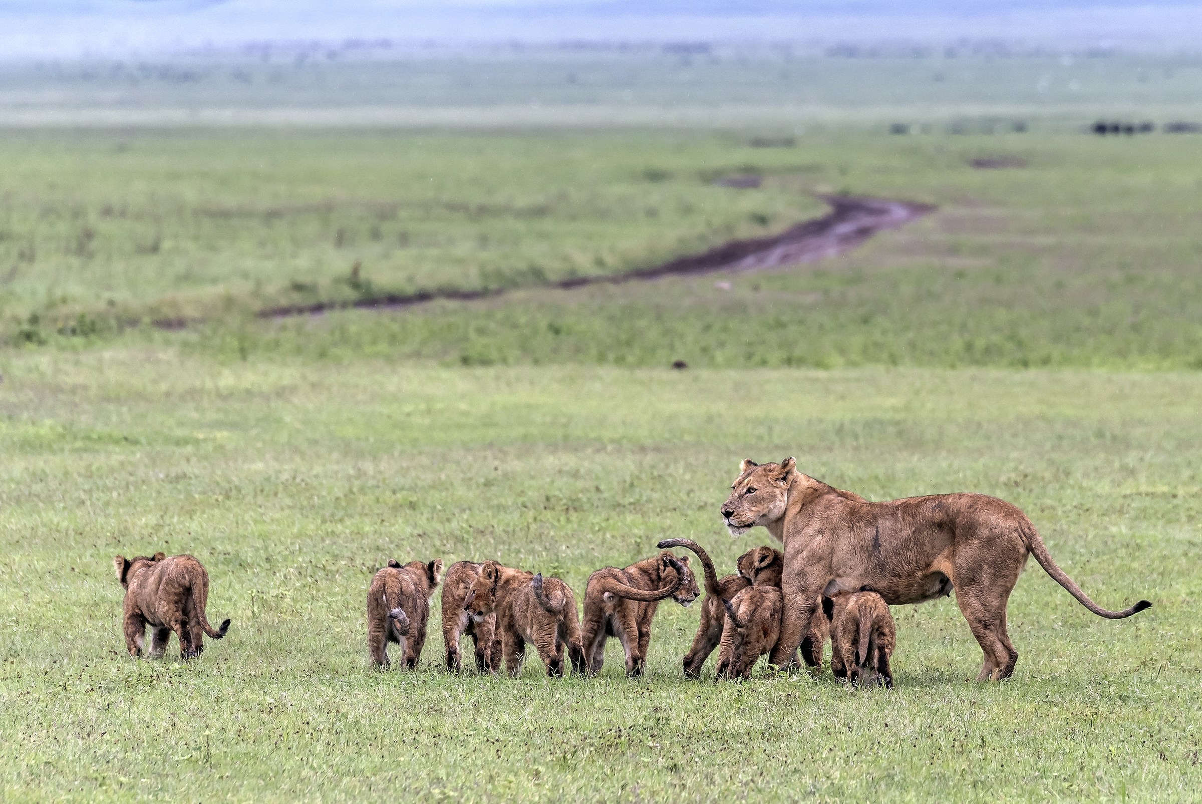 Tanzania 2017 - Nidiata nel Ngorongoro crater