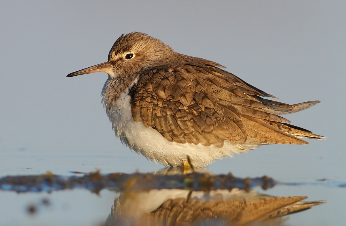 Common Sandpiper