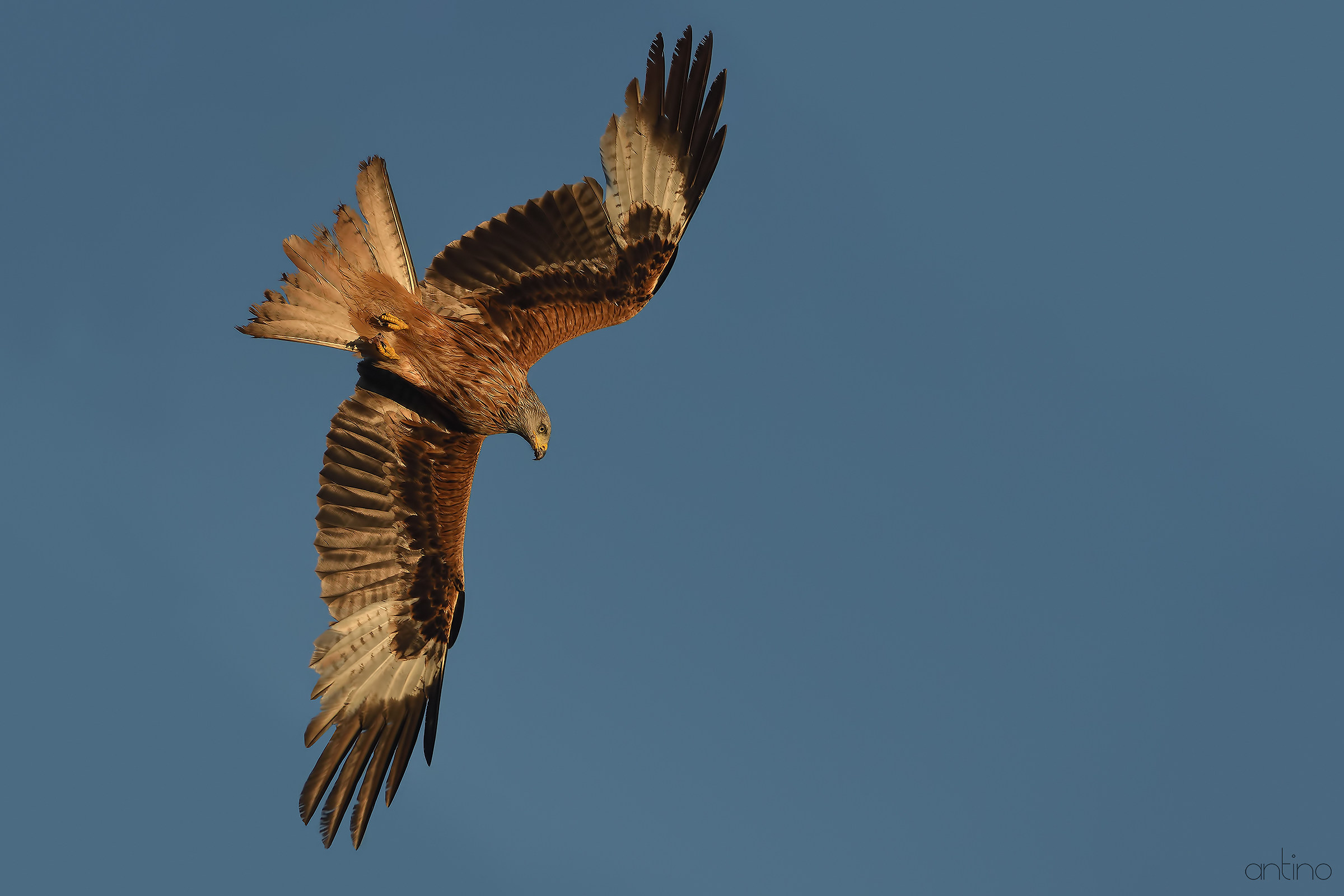 Black Kite
