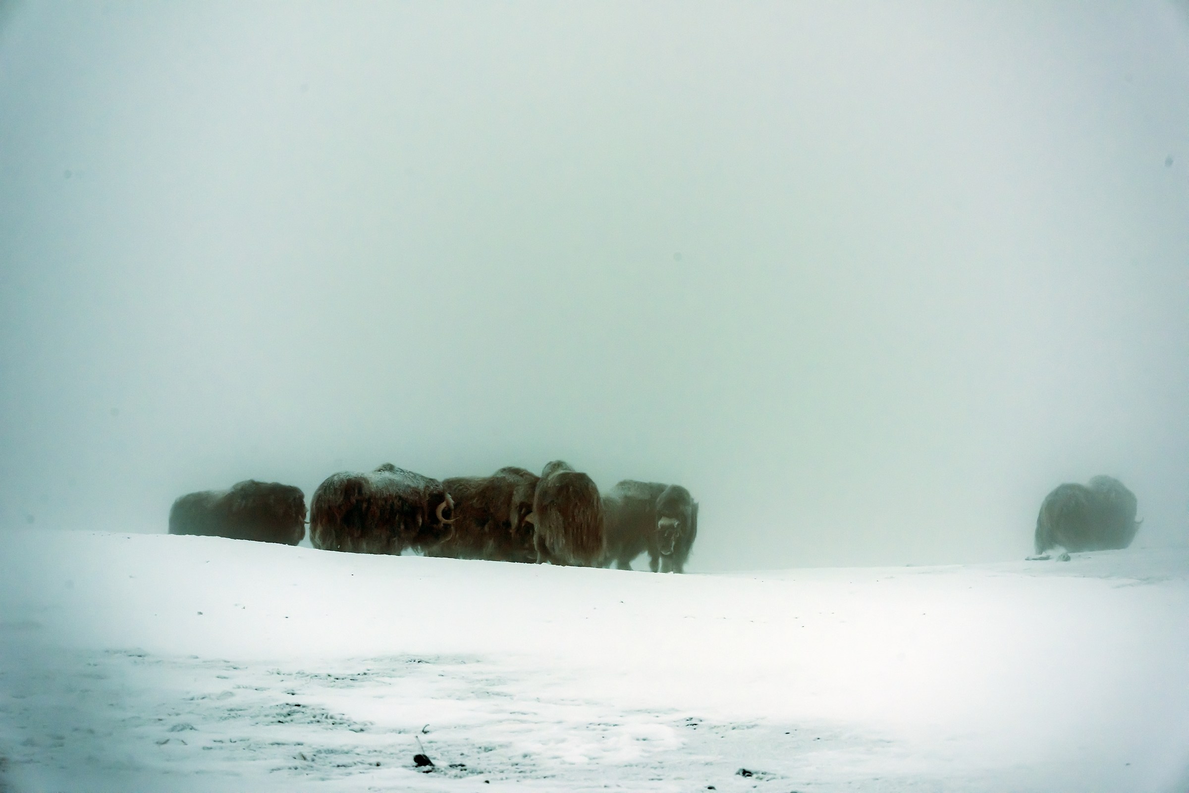 Dovrefjell 2017 - Musk ox, tra la nebbia e il gelo