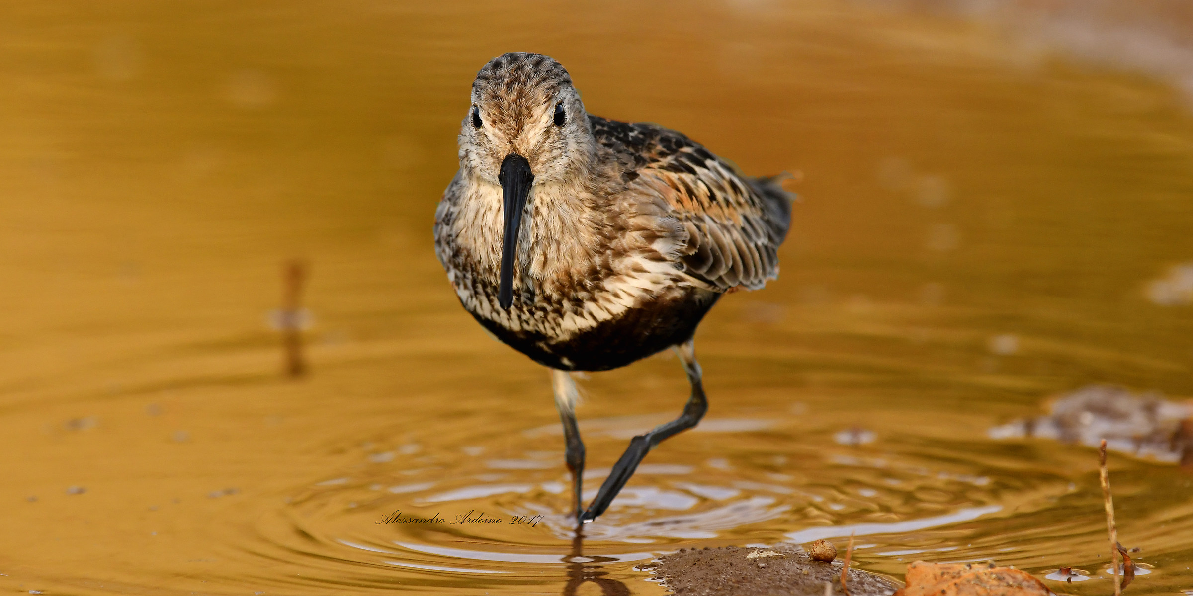 Dunlin