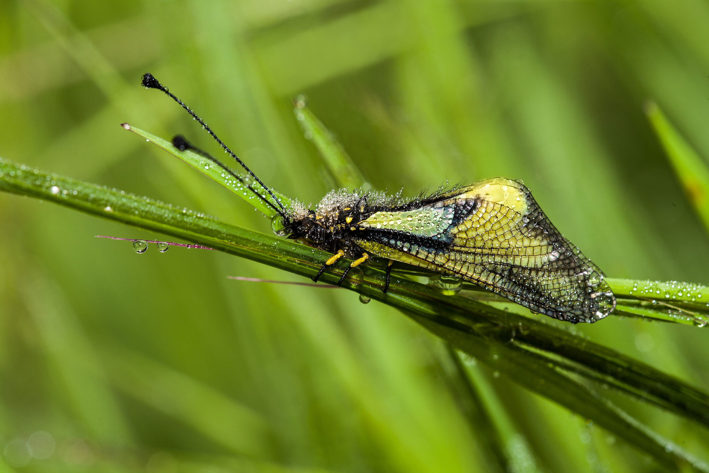 libelloide e goccioline