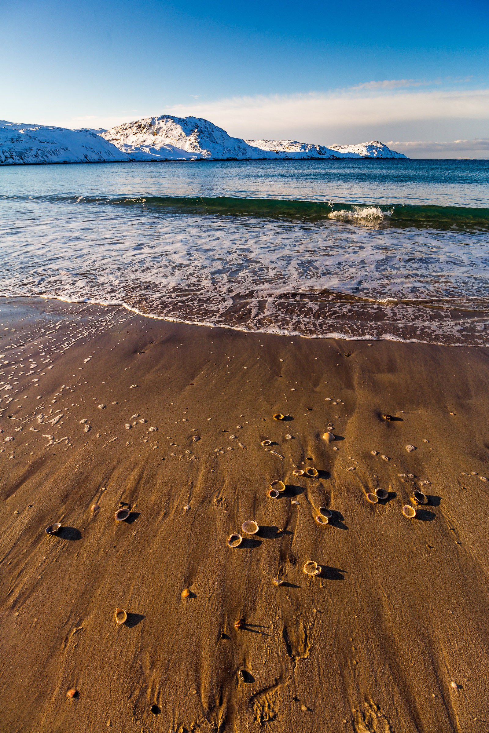 Seashells at Bugøynes beach