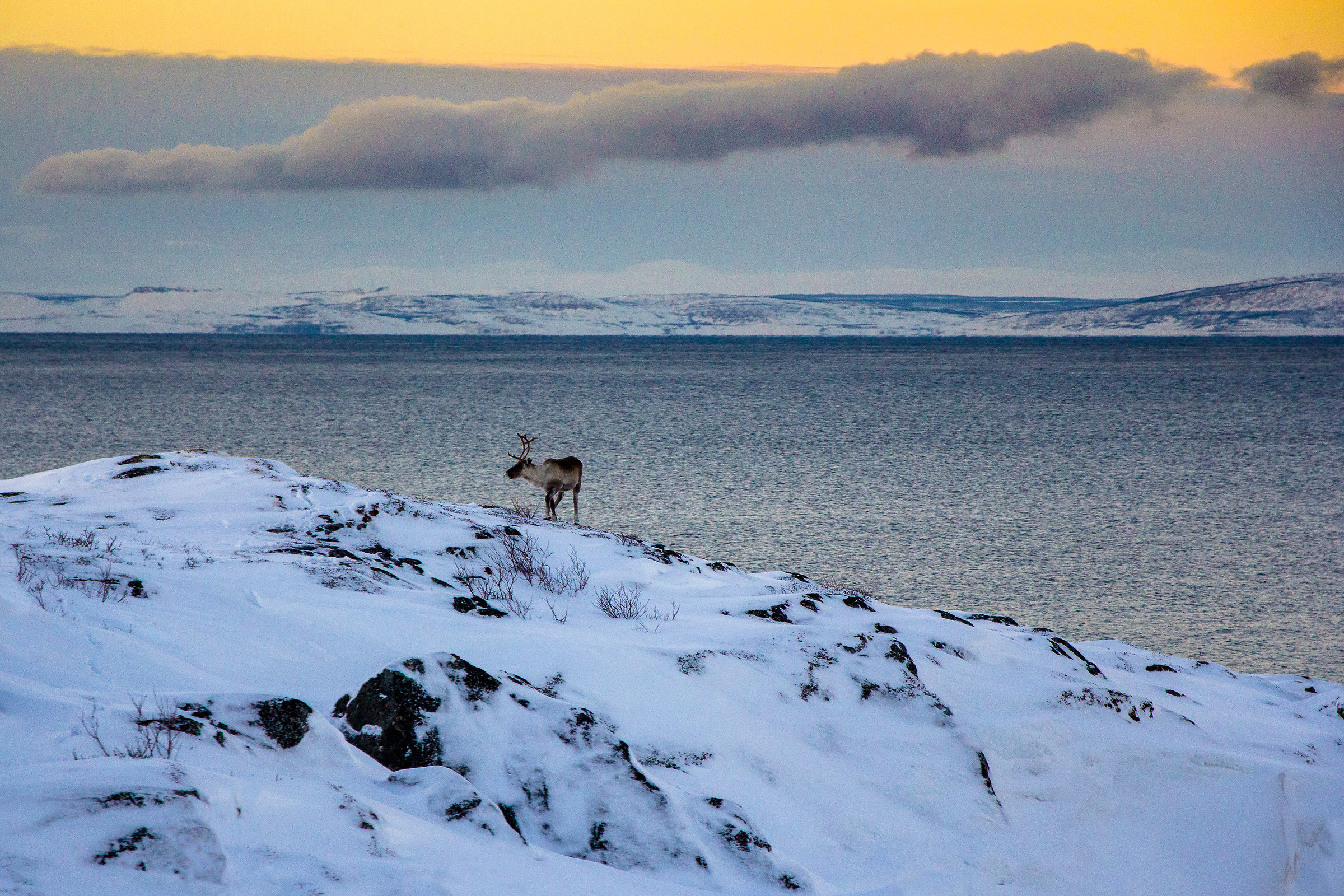 Wild reindeer near the sea (Norway)