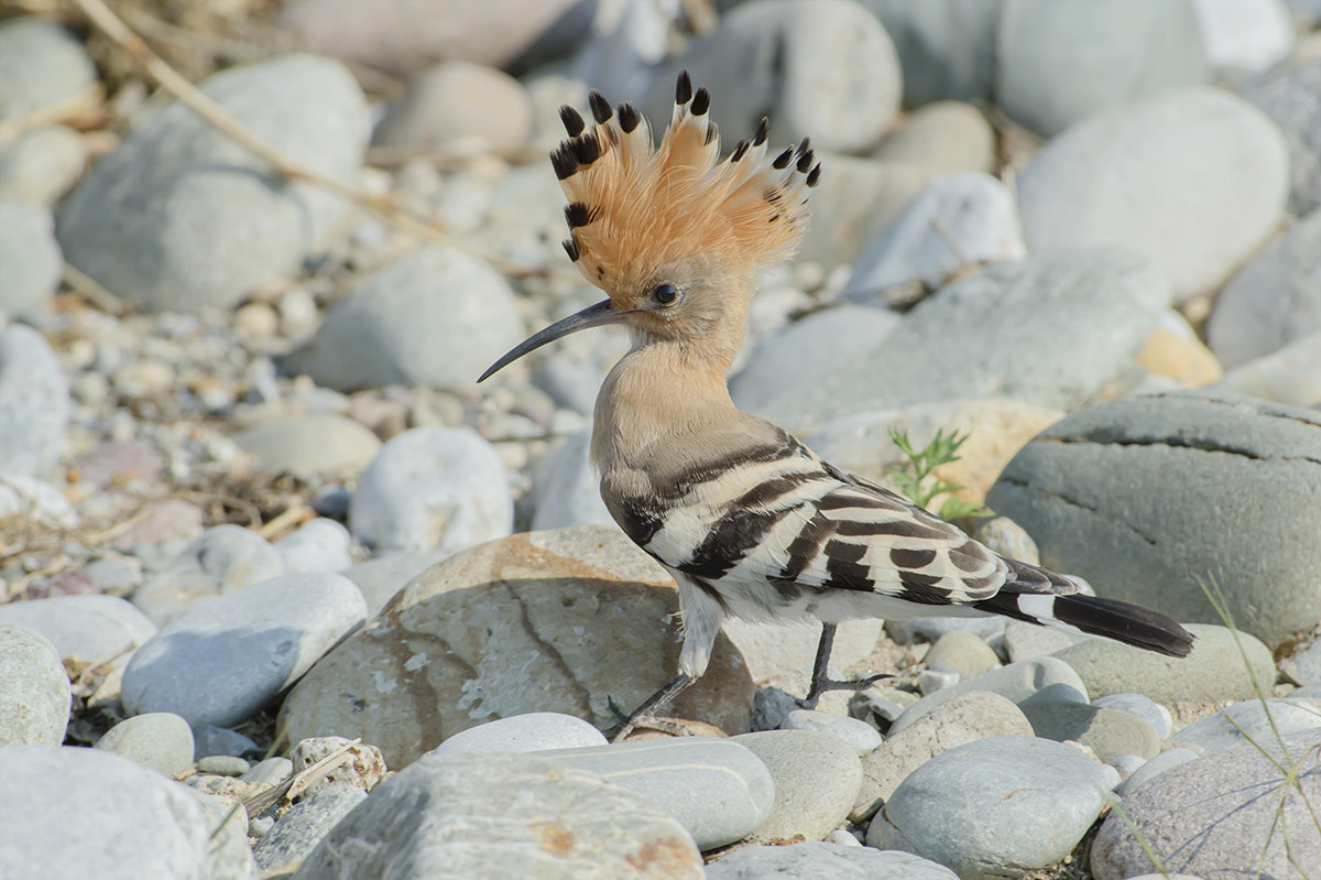 hoopoe