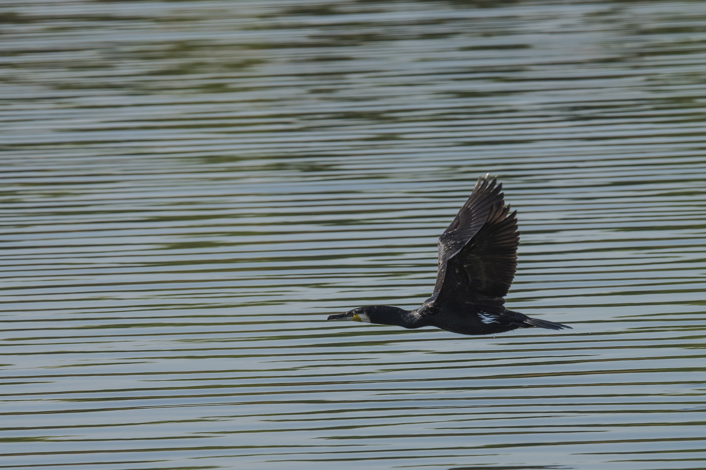 Cormorano
