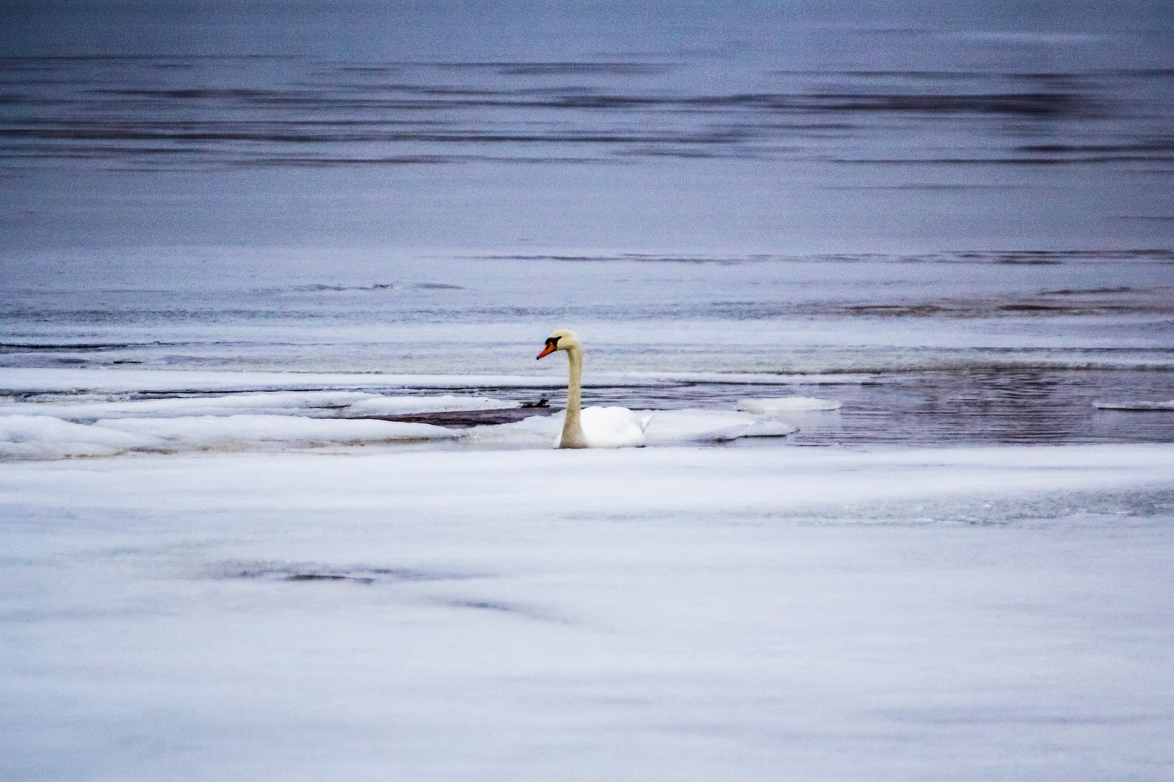 Swan in ice