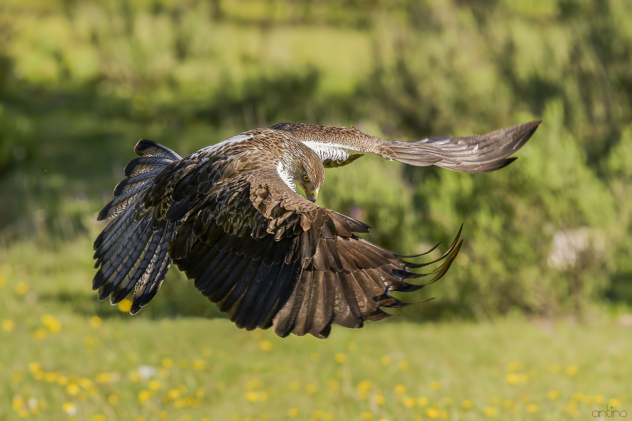 Aquila del Bonelli