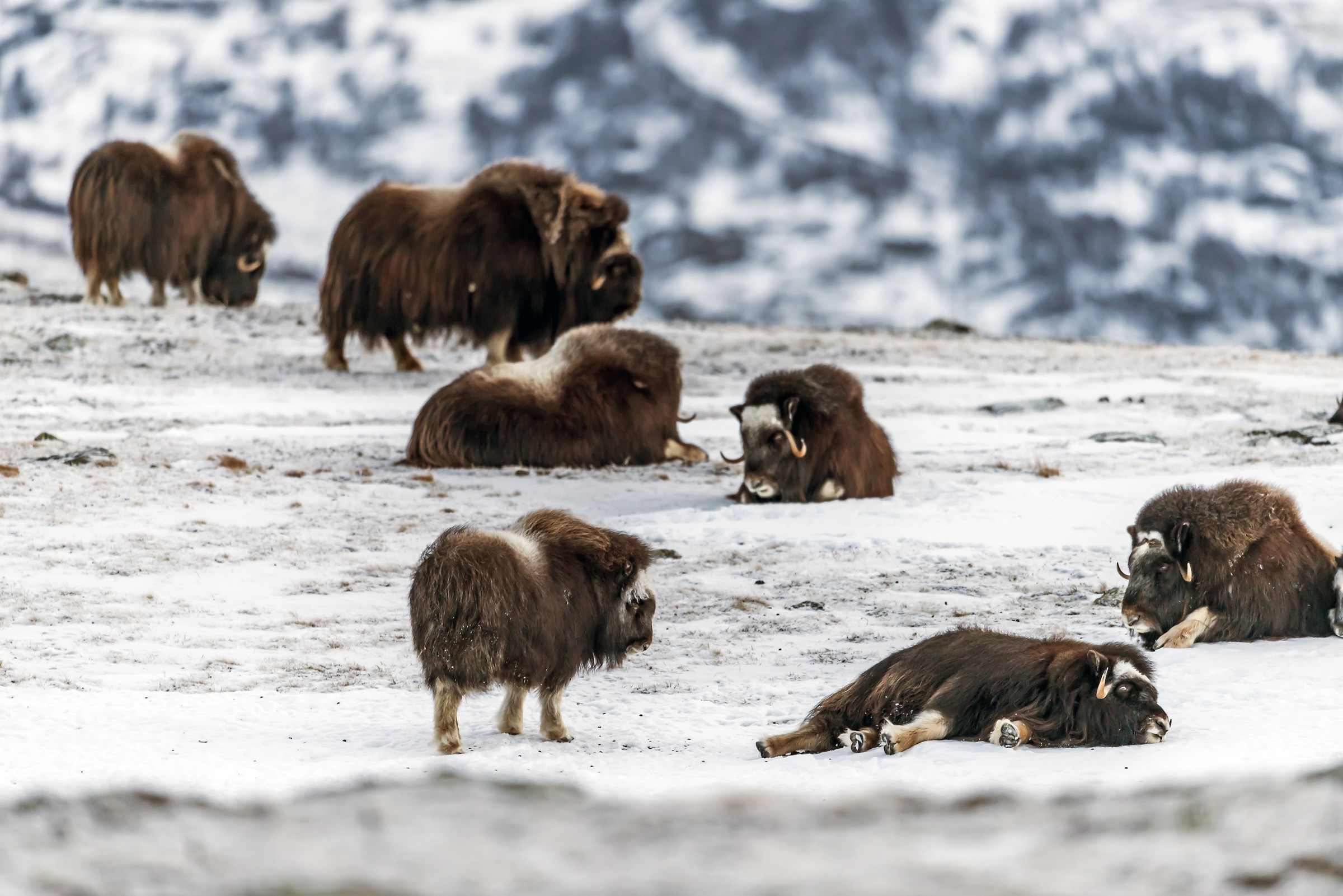 Dovrefjell 2017 - Musk ox, tra la nebbia e il gelo