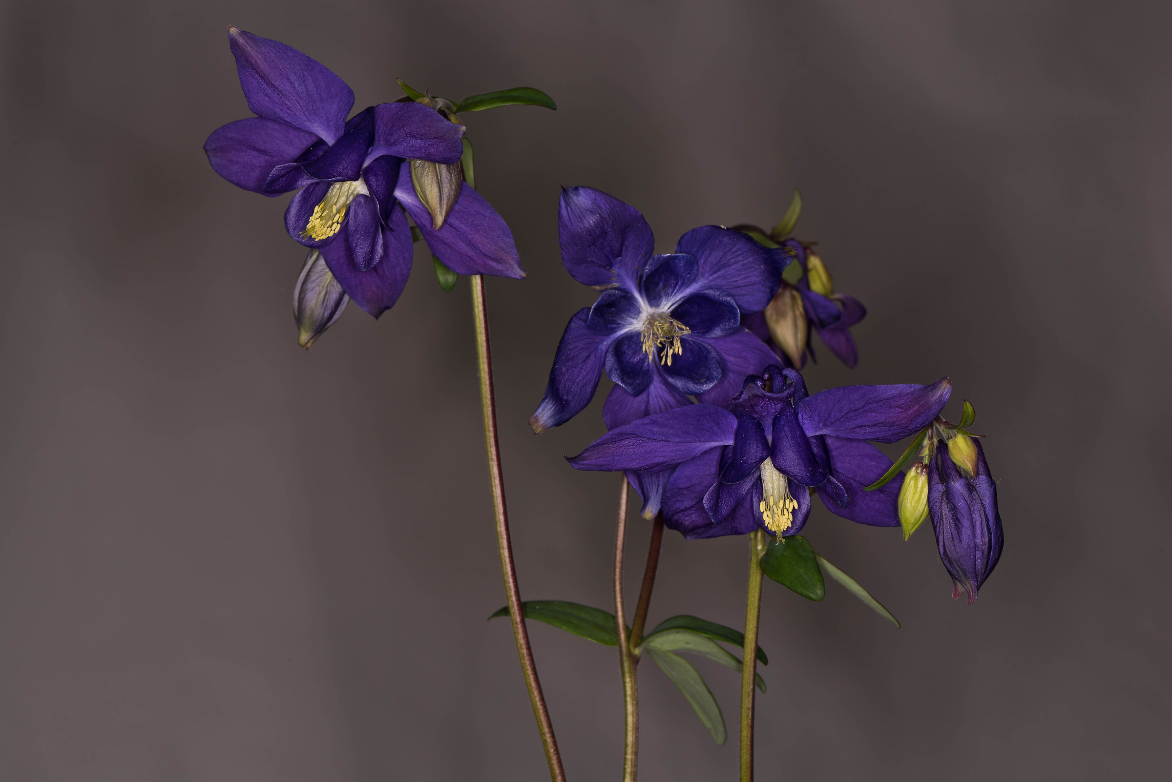 Aquilegia.