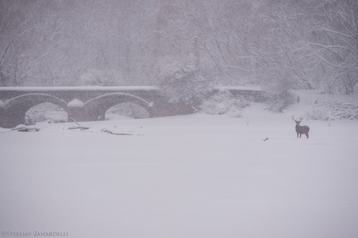 The deer and the old bridge ...