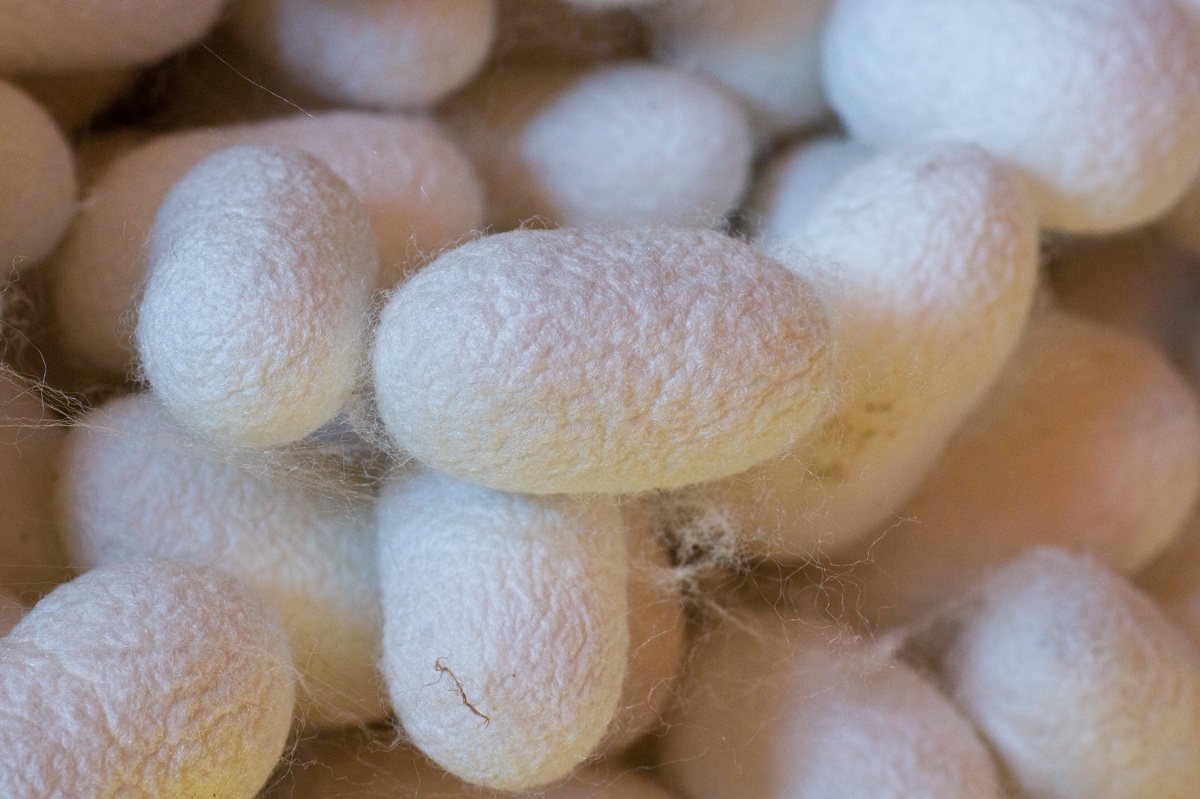 the carpet factory 1