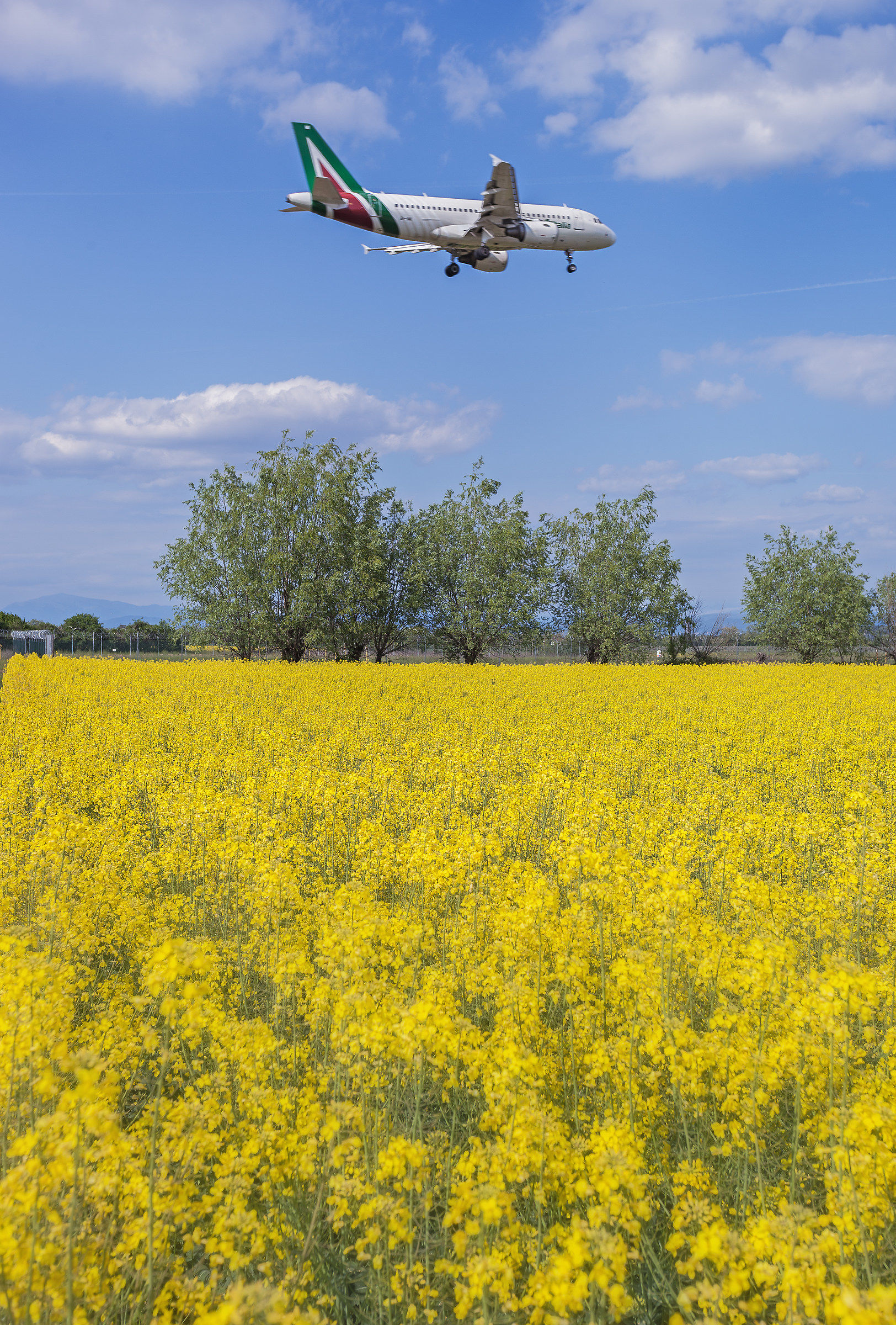 above the landing rapeseed