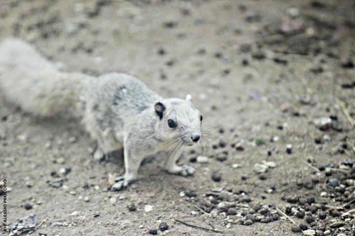 Albino Squirrel