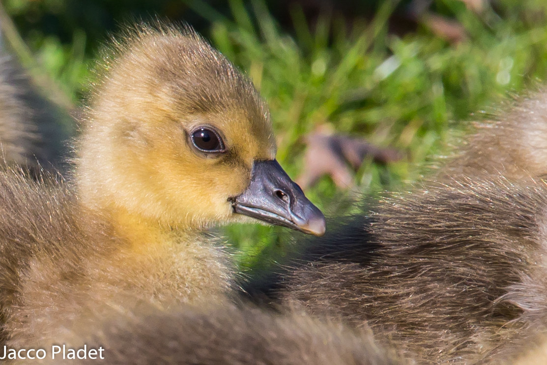 young goose