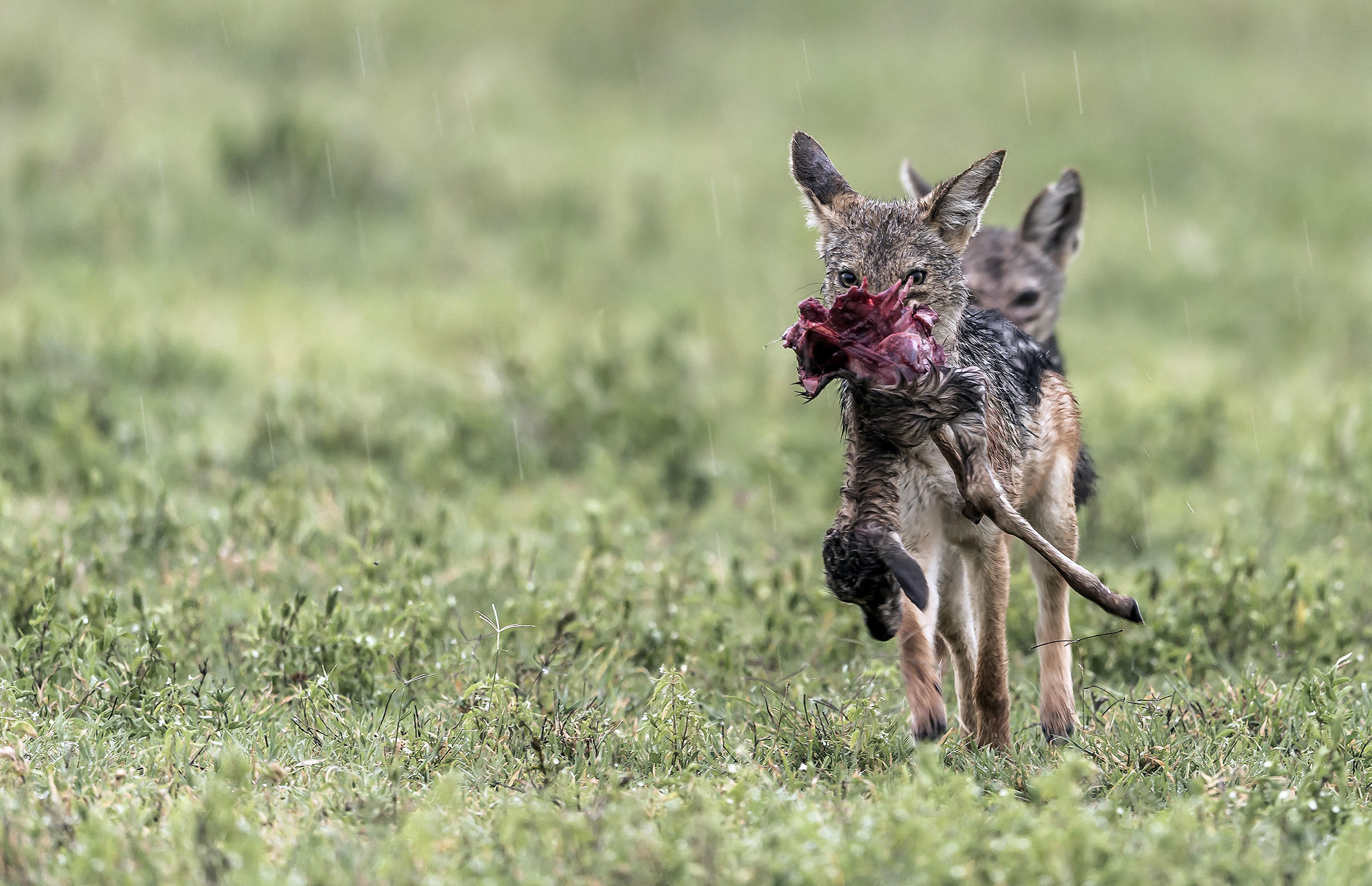 Tanzania 2017 - Predazioni