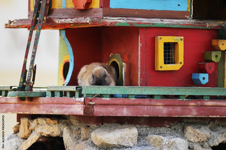 The mayor of the small town