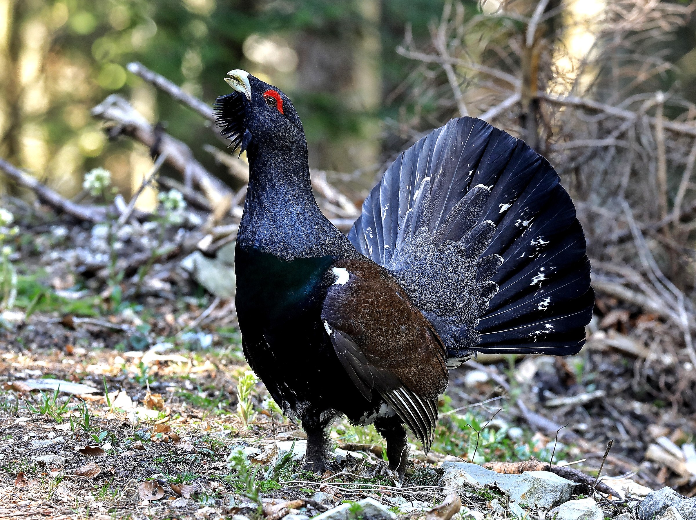 Un'incontro ravvicinato.