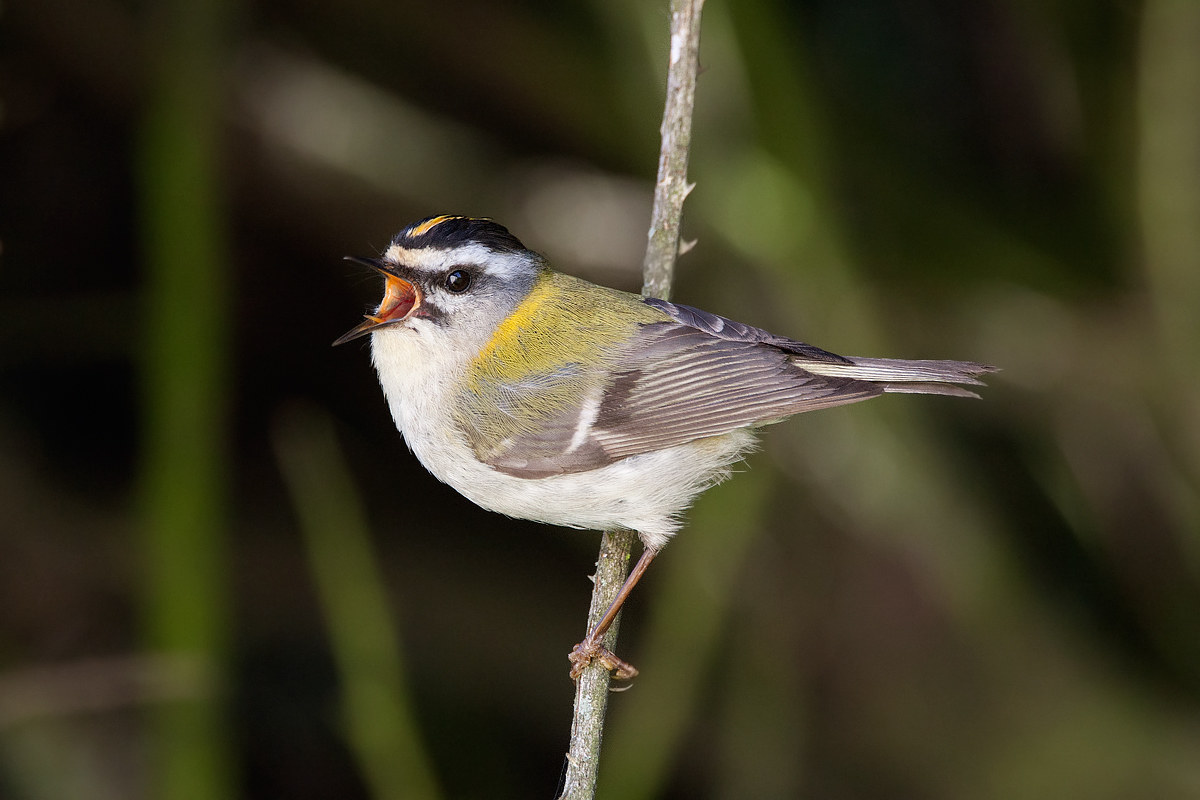 Firecrest