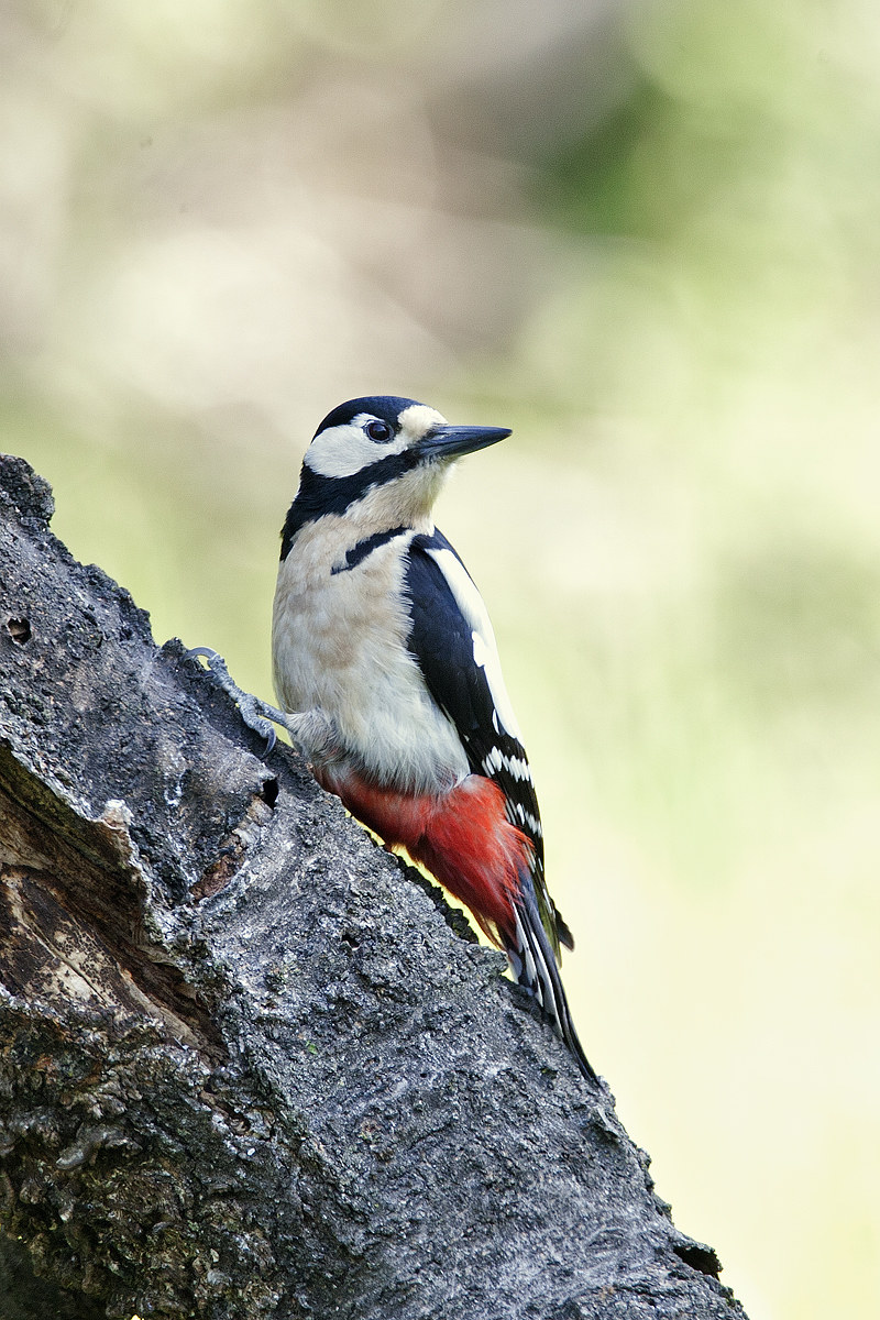 woodpecker