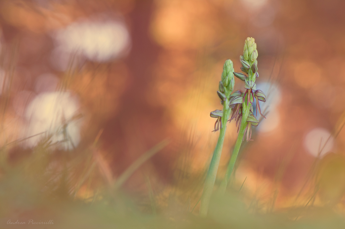Orchis anthropophora