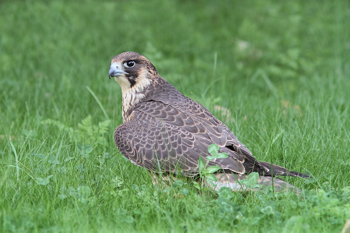 Peregrine