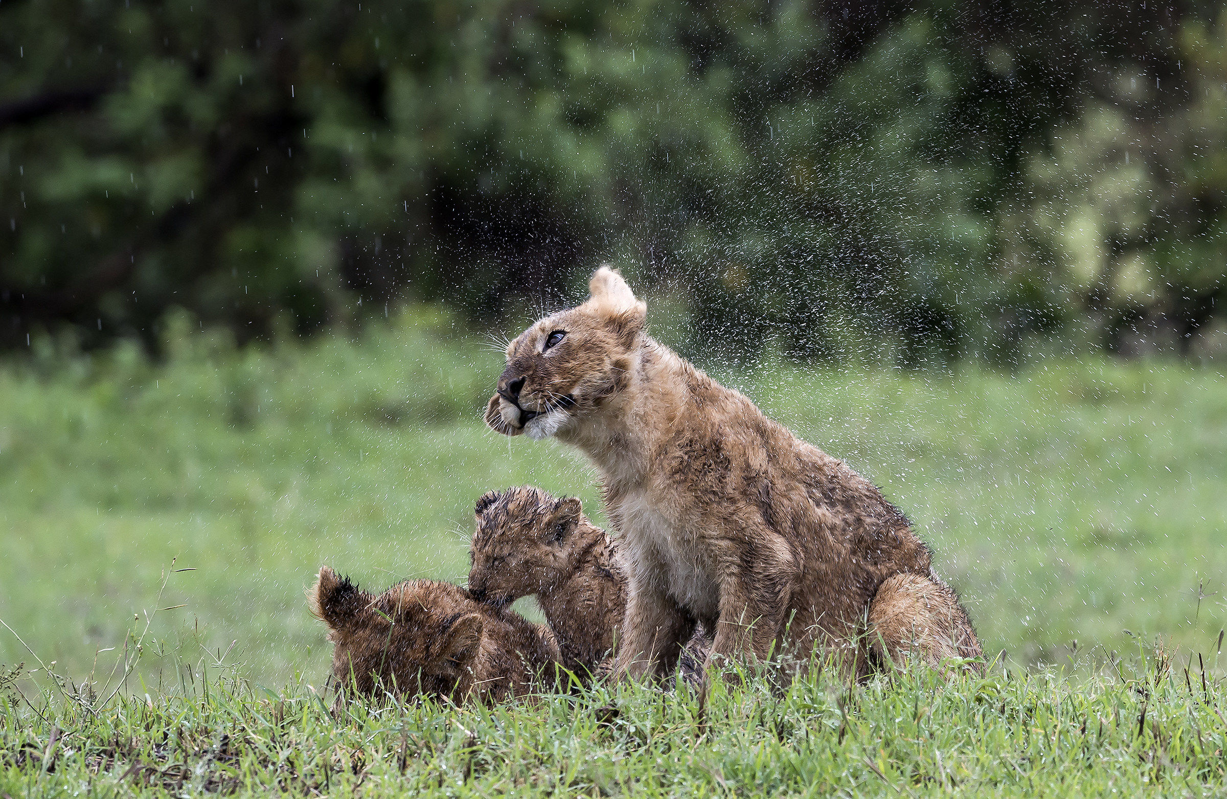 Tanzania 2017 - Cuccioli sotto la pioggia