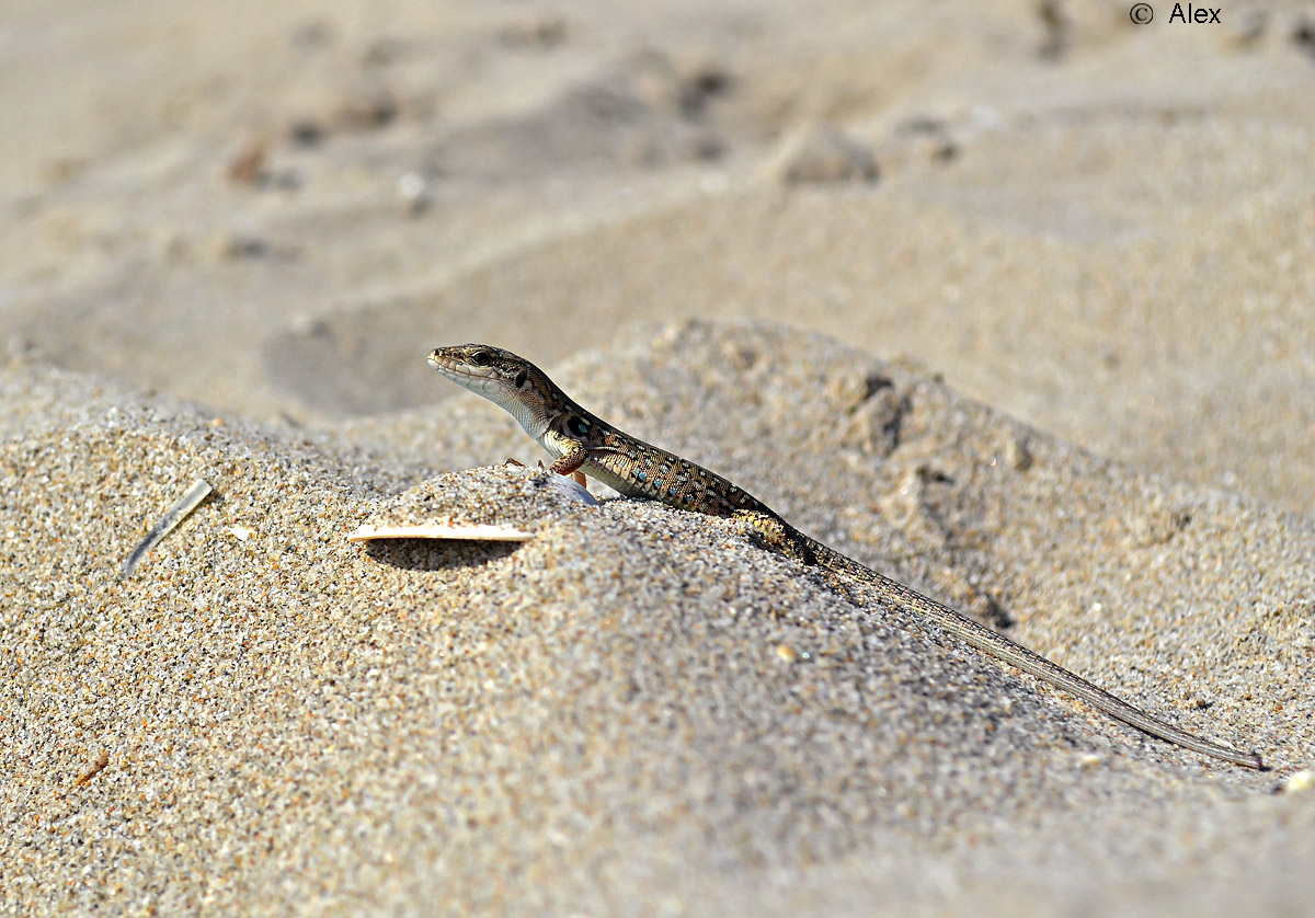 Lacerta vivipara (Viviparous Lizard)