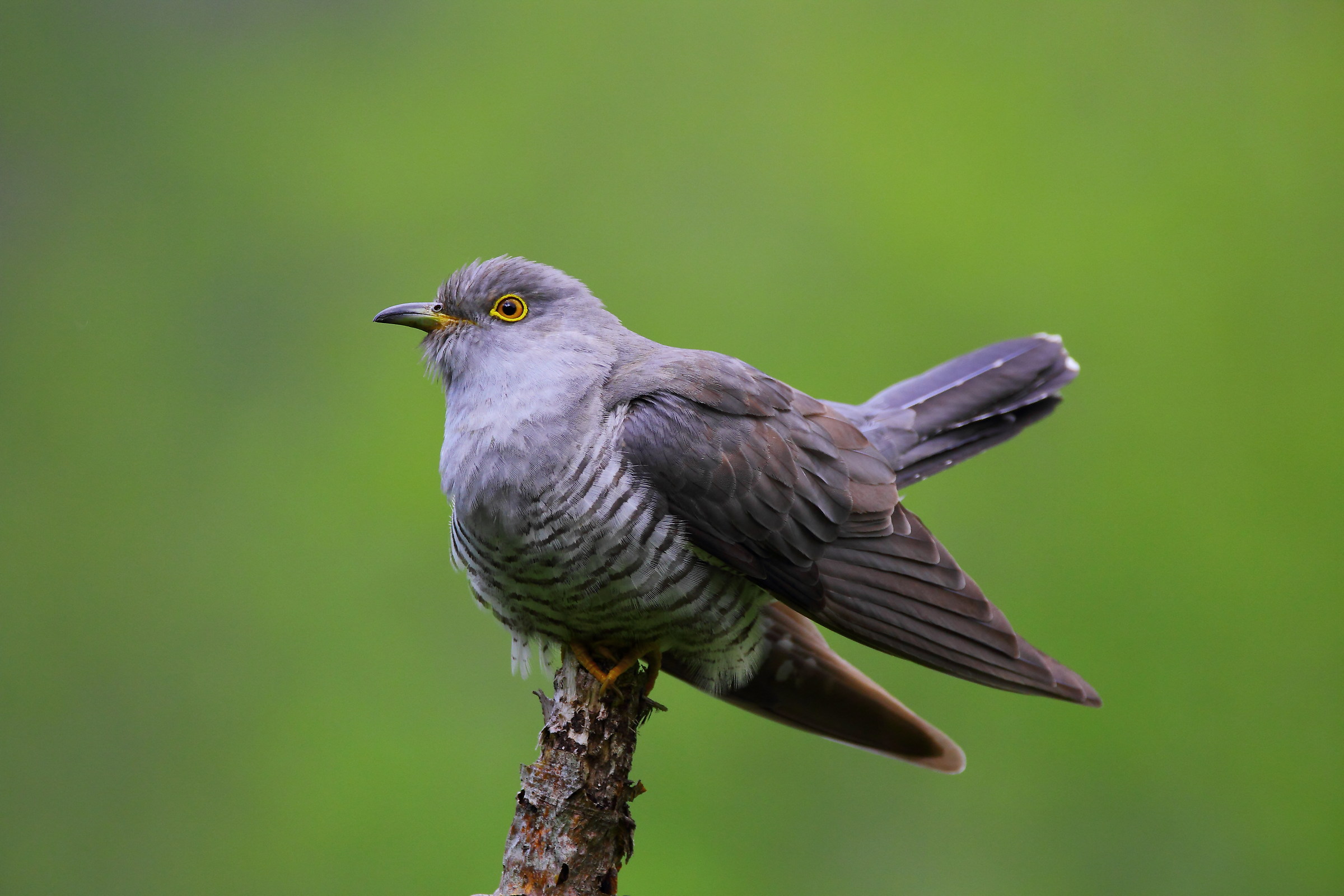 Cuckoo