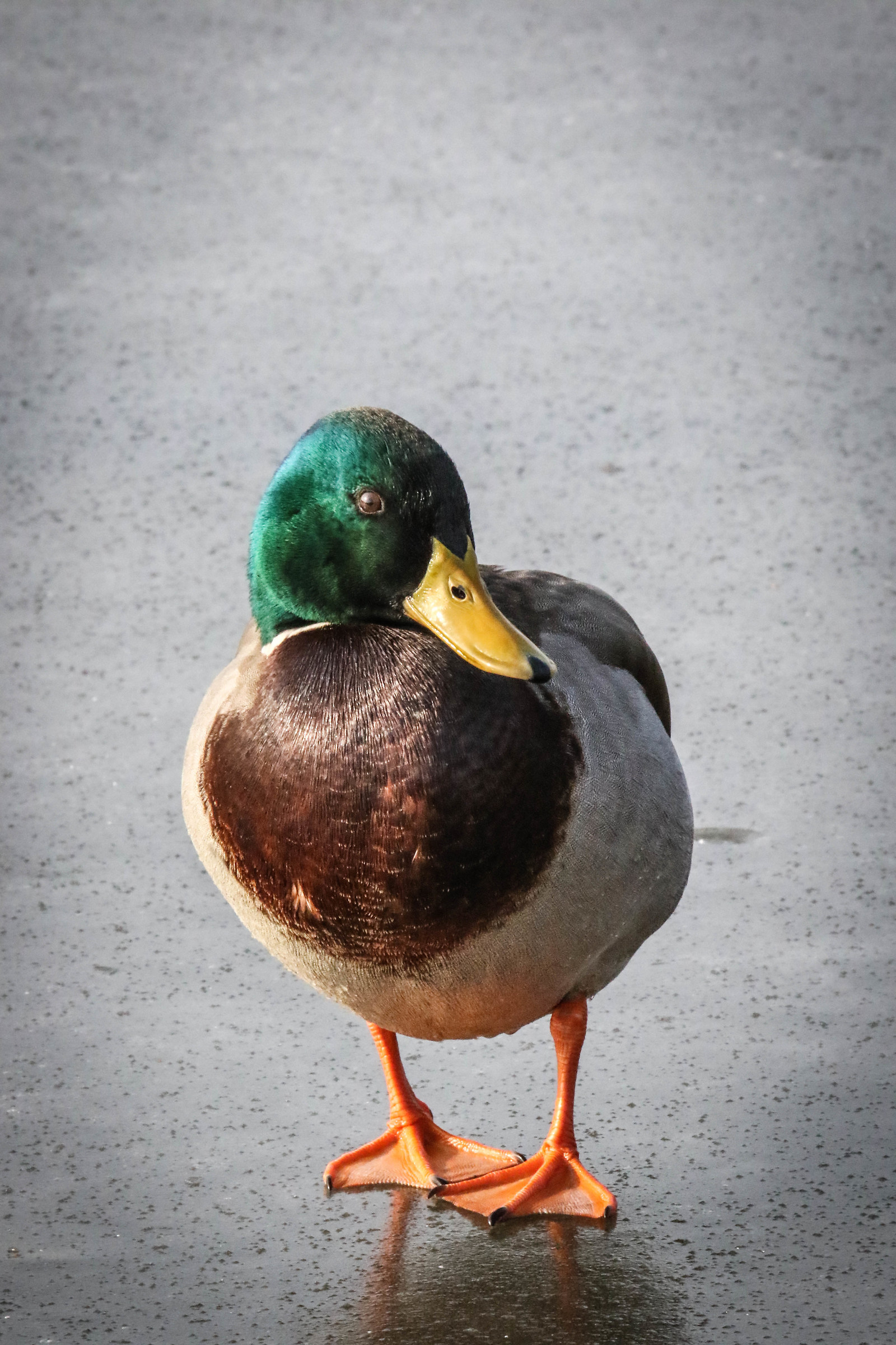 Duck on ice