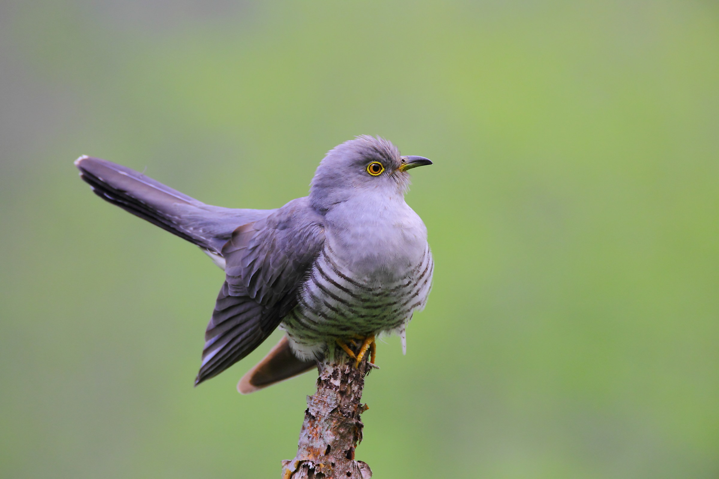 Cuckoo