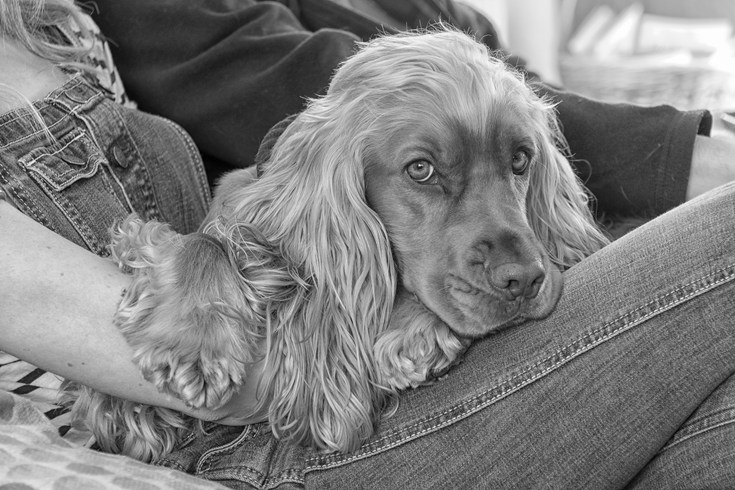 I know I'm not allowed on the sofa.....